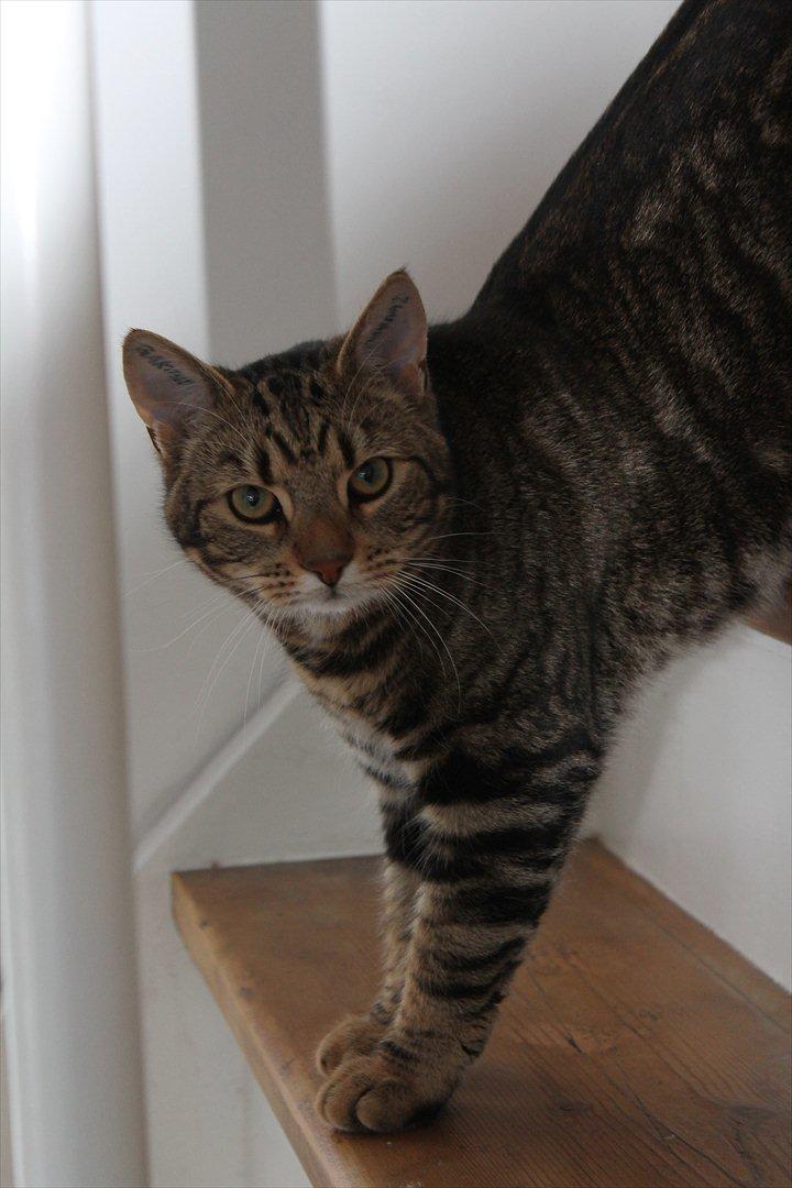 Huskat Buster - I daglig tale: Bustulus eller Brutalis. 
 billede 1