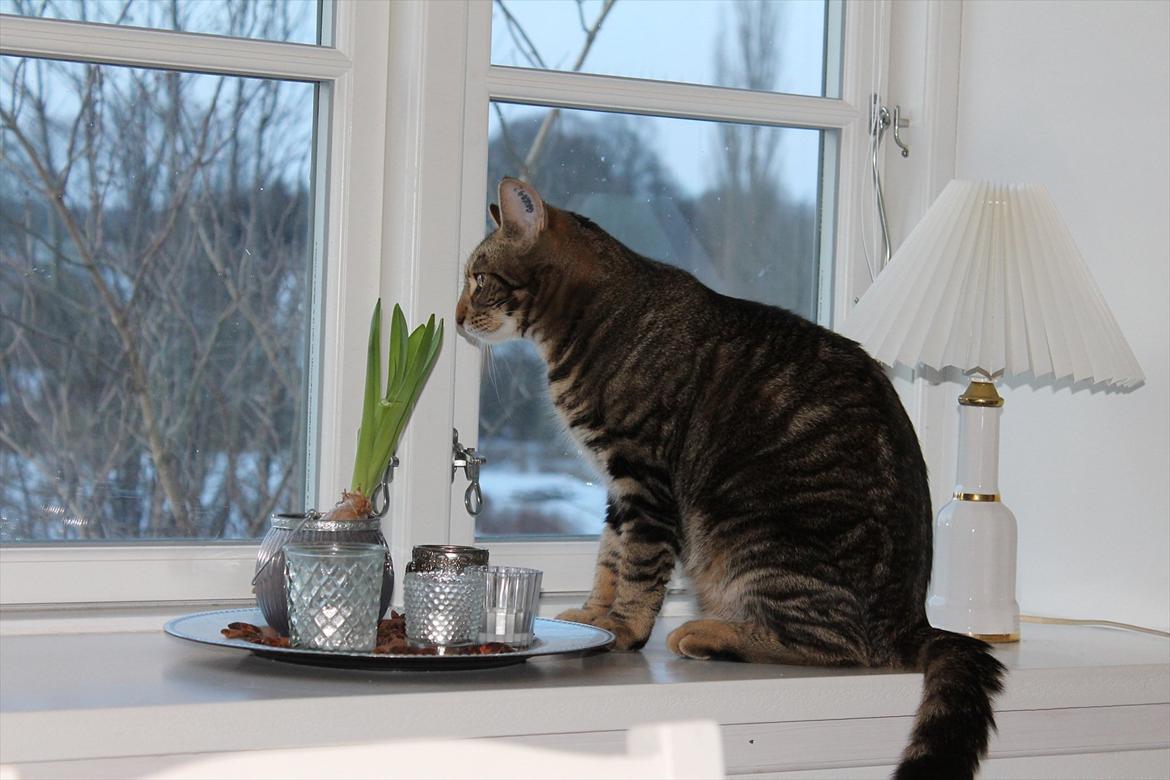 Huskat Buster billede 2