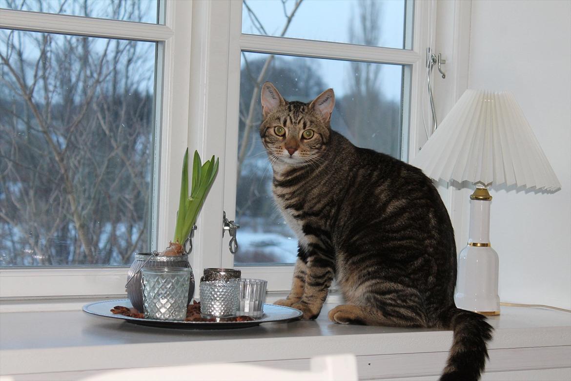 Huskat Buster billede 3