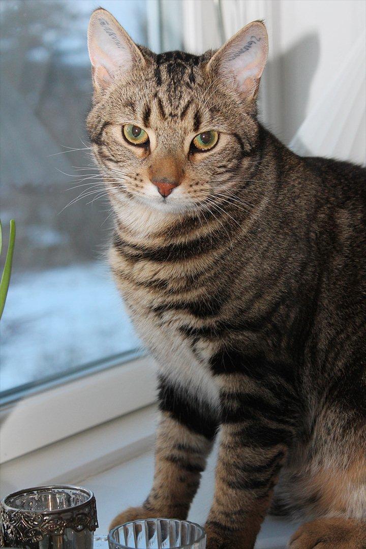 Huskat Buster billede 4