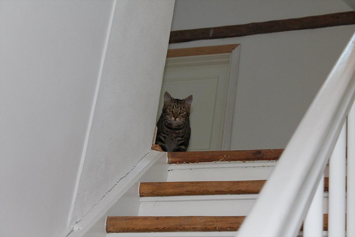 Huskat Buster billede 5