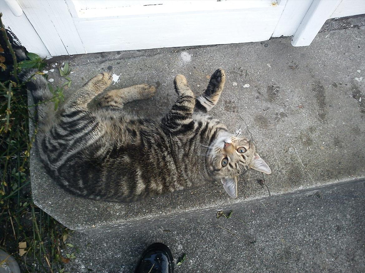 Huskat Buster billede 8