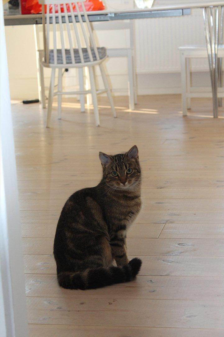 Huskat Sally billede 1