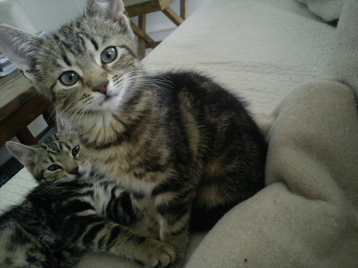 Huskat Sally billede 2