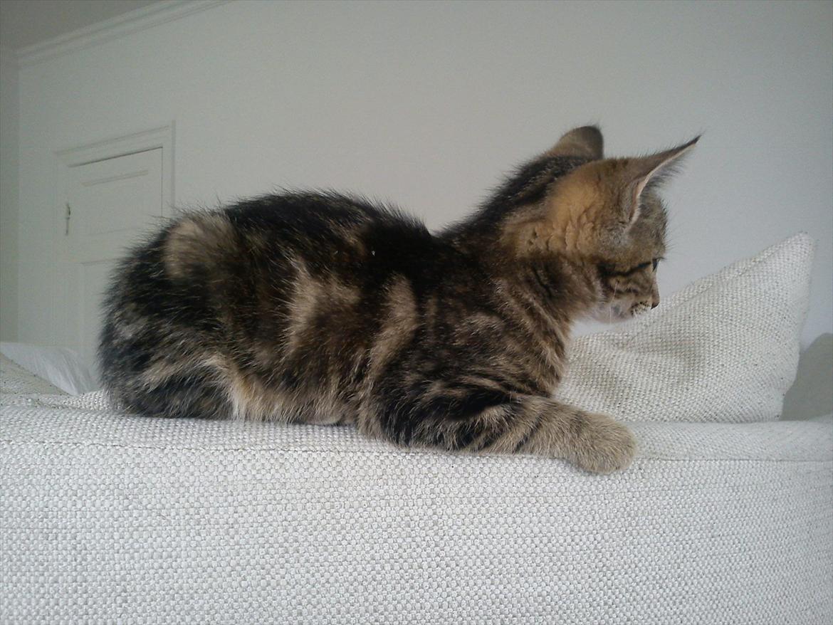 Huskat Sally billede 3