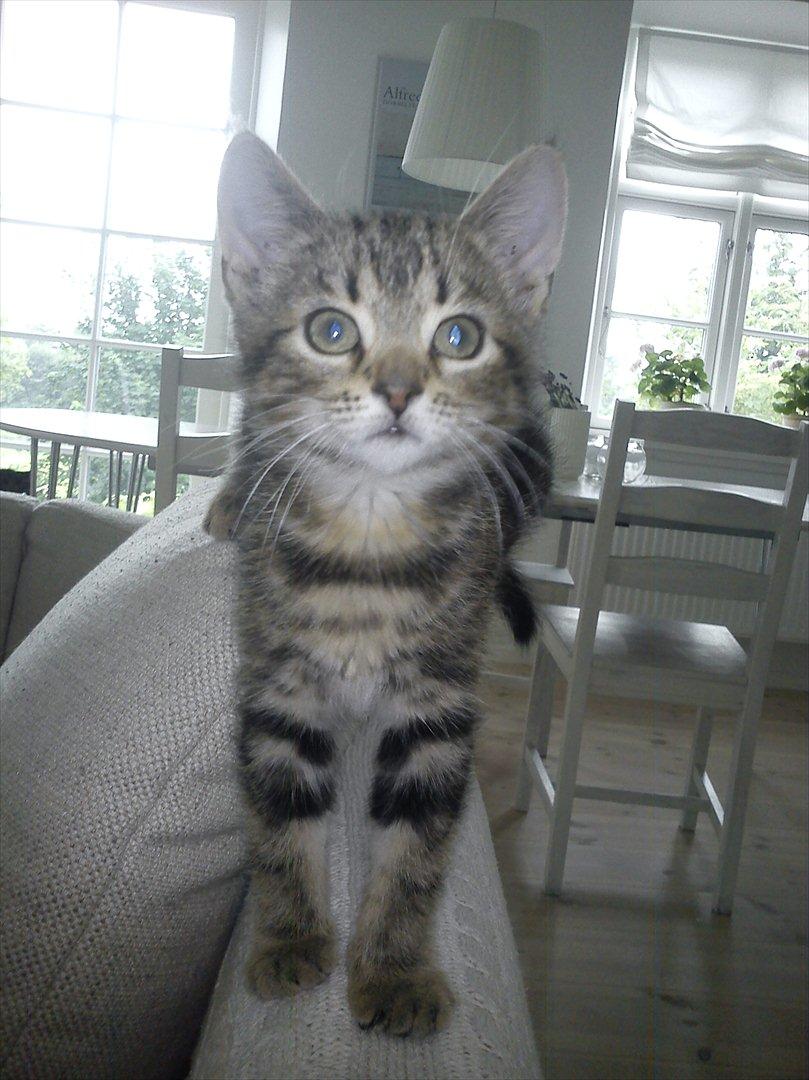 Huskat Sally billede 4