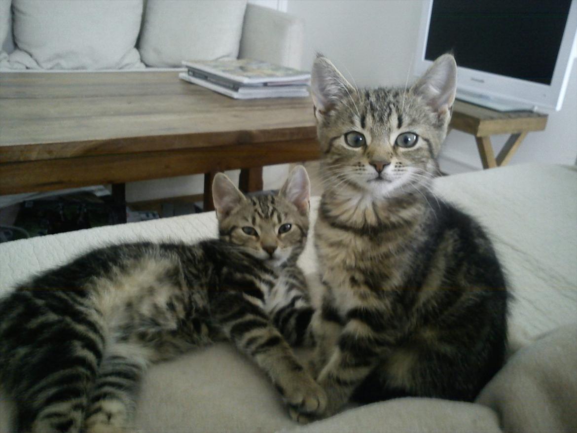 Huskat Sally billede 5