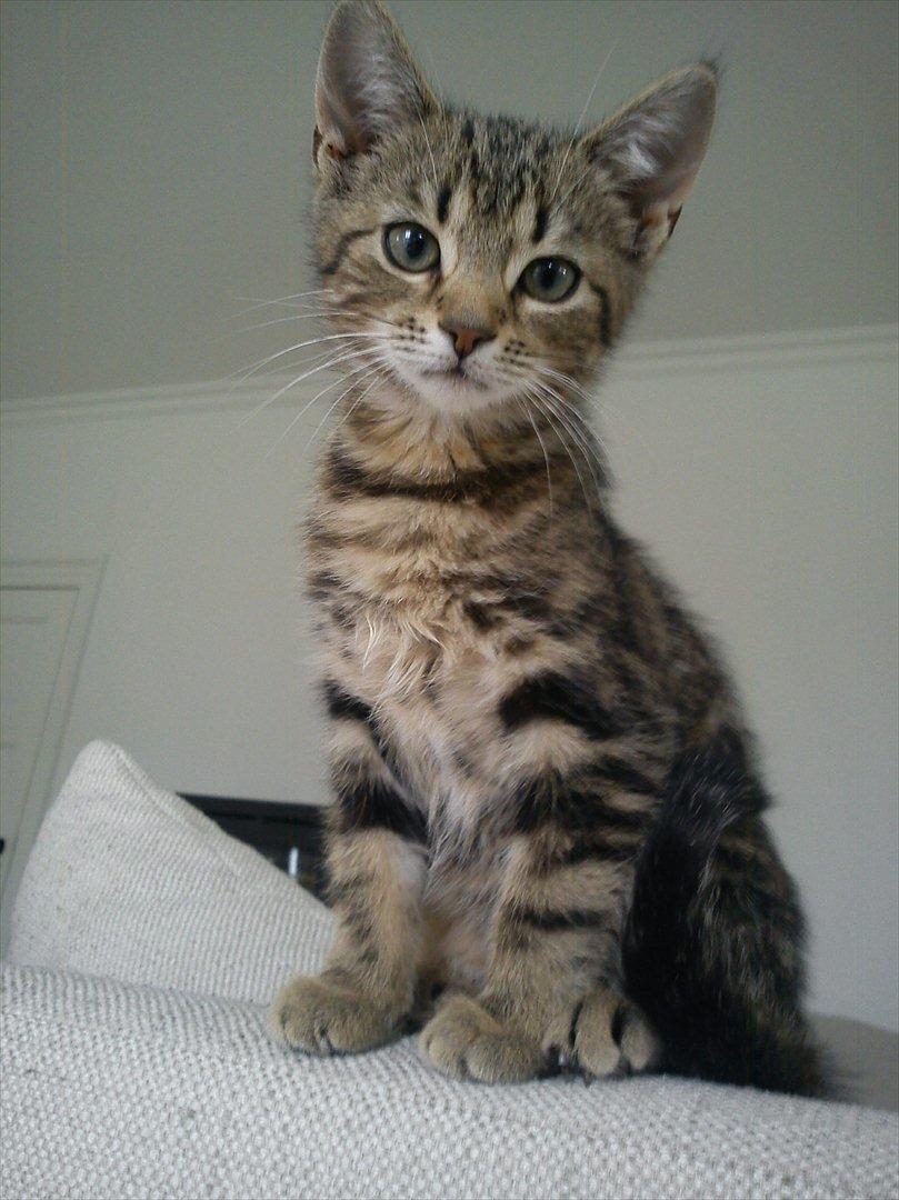 Huskat Sally billede 6