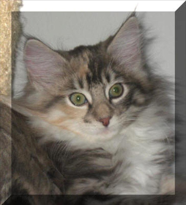 Norsk Skovkat DK Sollok´s Kandis billede 2