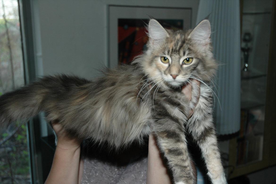 Norsk Skovkat DK Sollok´s Kandis billede 3