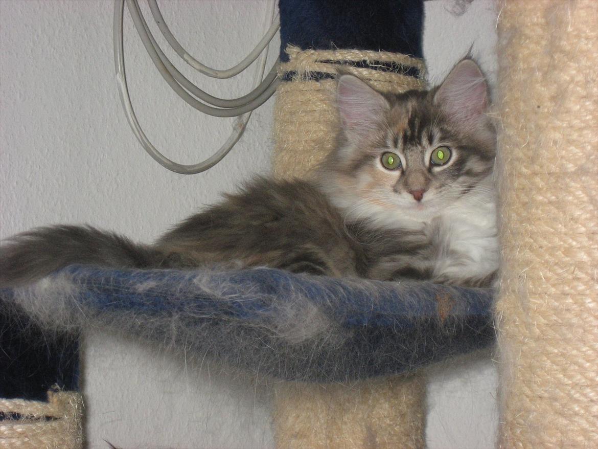 Norsk Skovkat DK Sollok´s Kandis billede 4