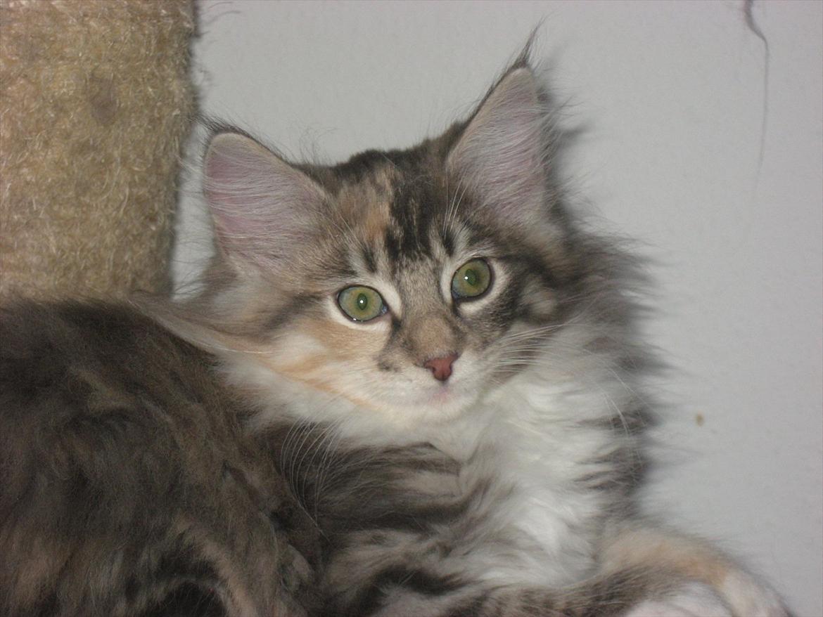 Norsk Skovkat DK Sollok´s Kandis billede 5