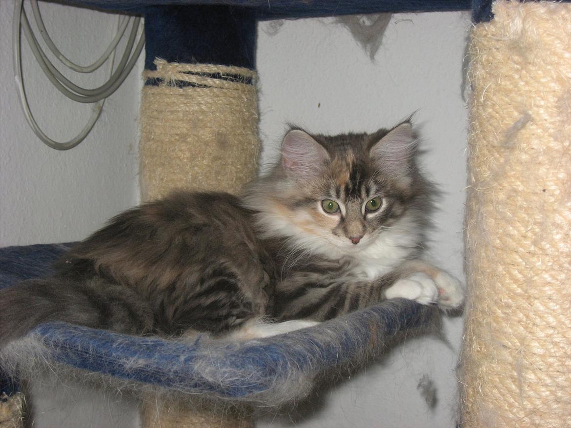 Norsk Skovkat DK Sollok´s Kandis billede 6