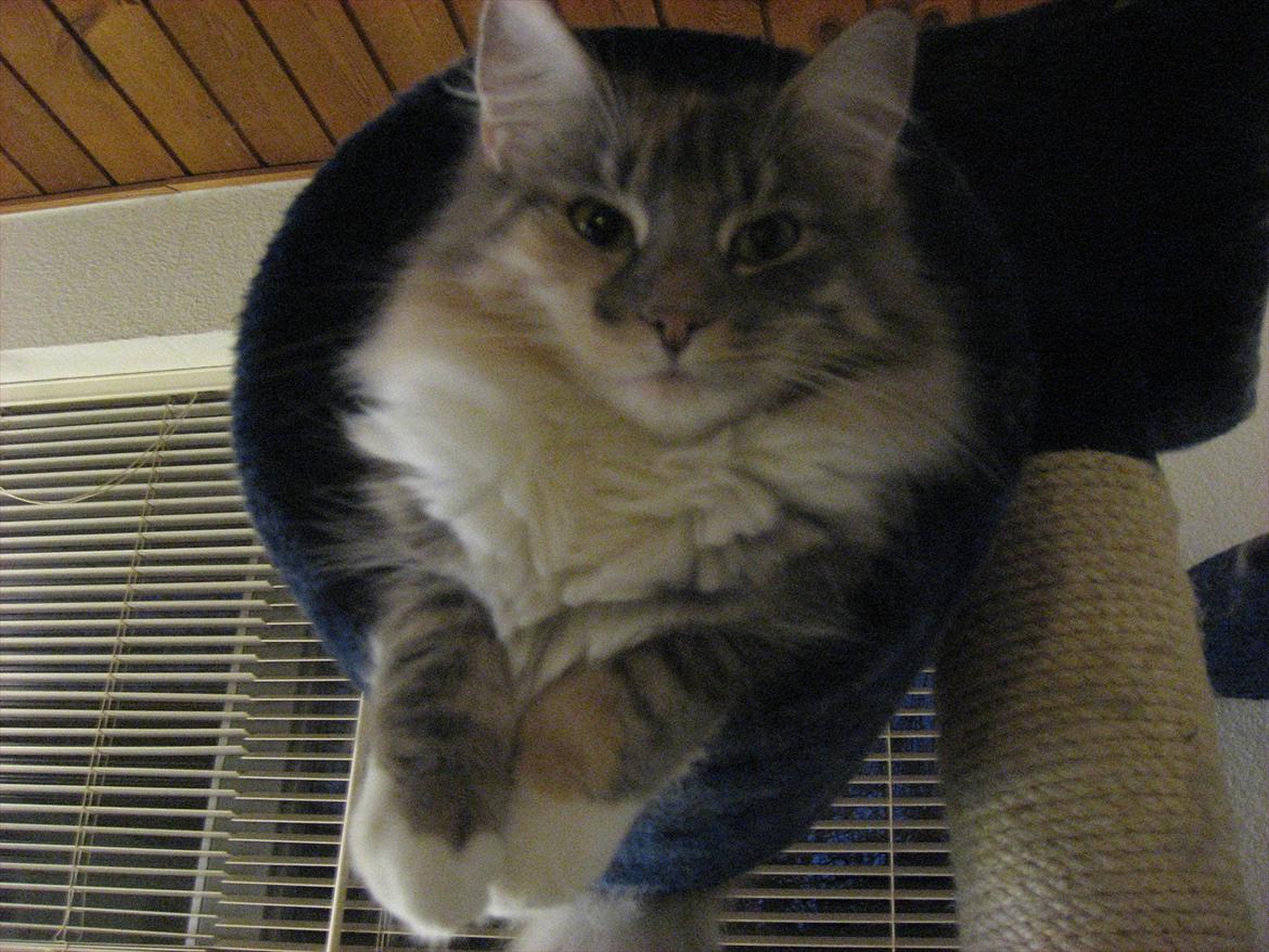 Norsk Skovkat DK Sollok´s Kandis billede 7