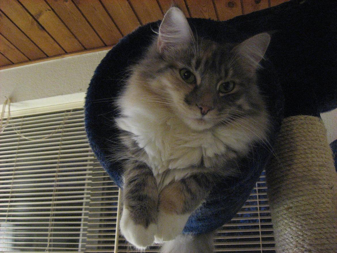 Norsk Skovkat DK Sollok´s Kandis billede 8