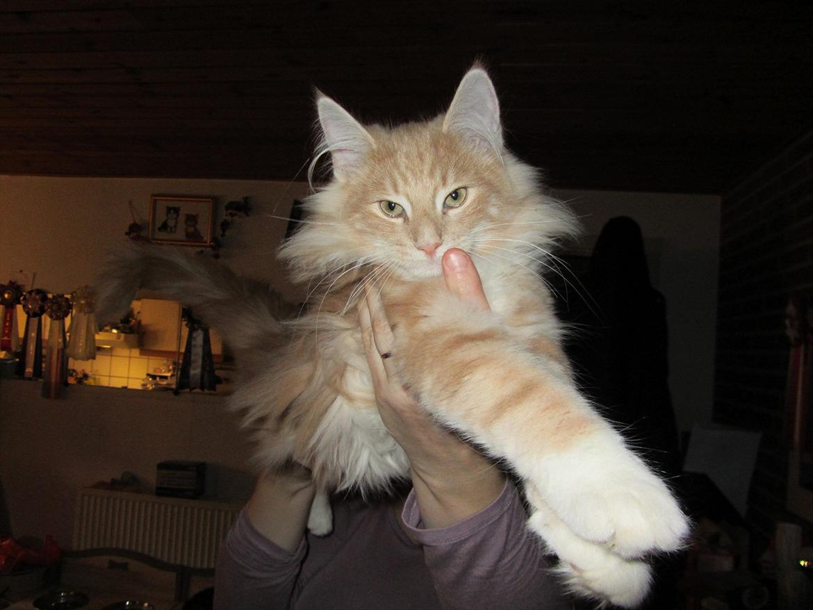 Norsk Skovkat DK Sollok´s Listige Garfield billede 1