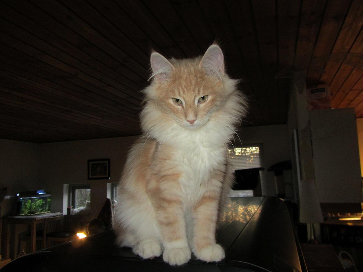 Norsk Skovkat DK Sollok´s Listige Garfield billede 2