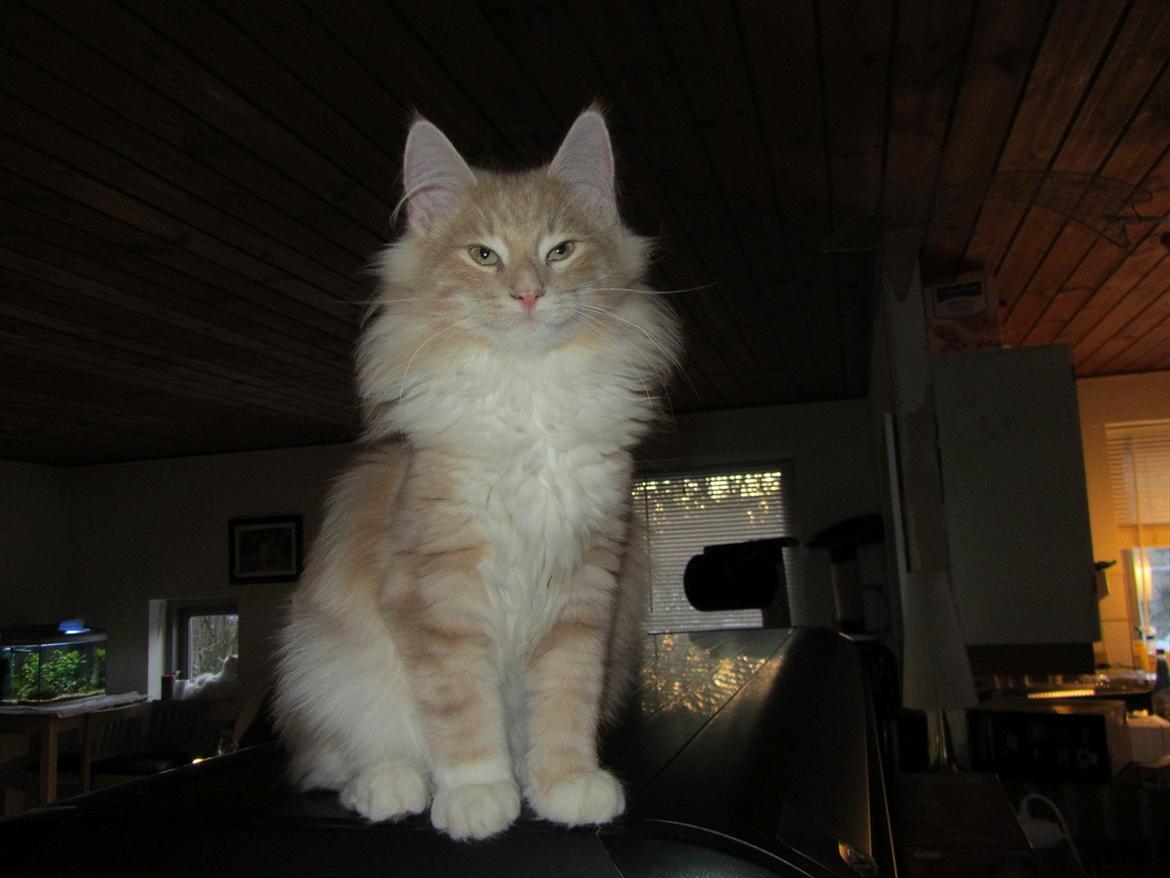 Norsk Skovkat DK Sollok´s Listige Garfield billede 3