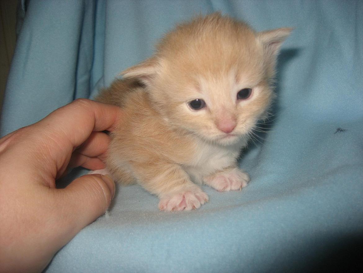 Norsk Skovkat DK Sollok´s Listige Garfield billede 4