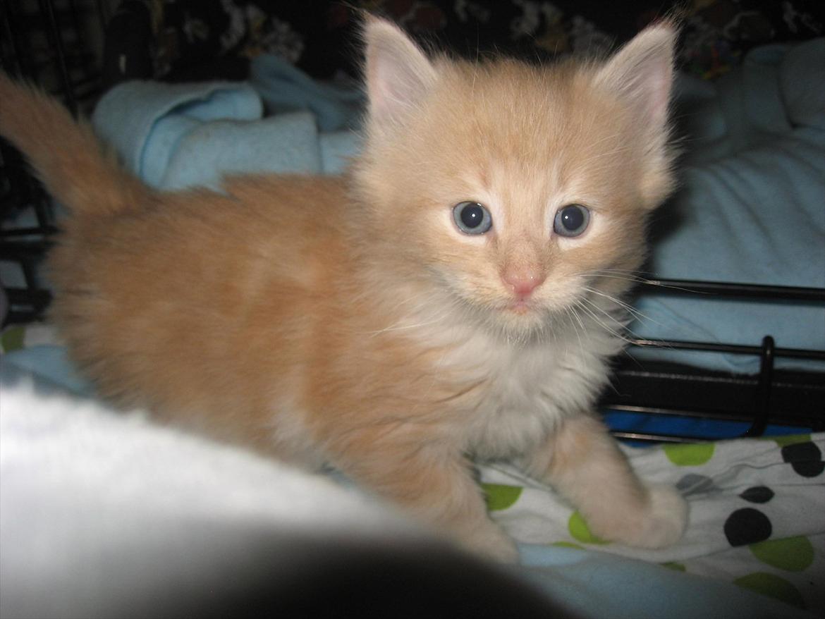 Norsk Skovkat DK Sollok´s Listige Garfield billede 5