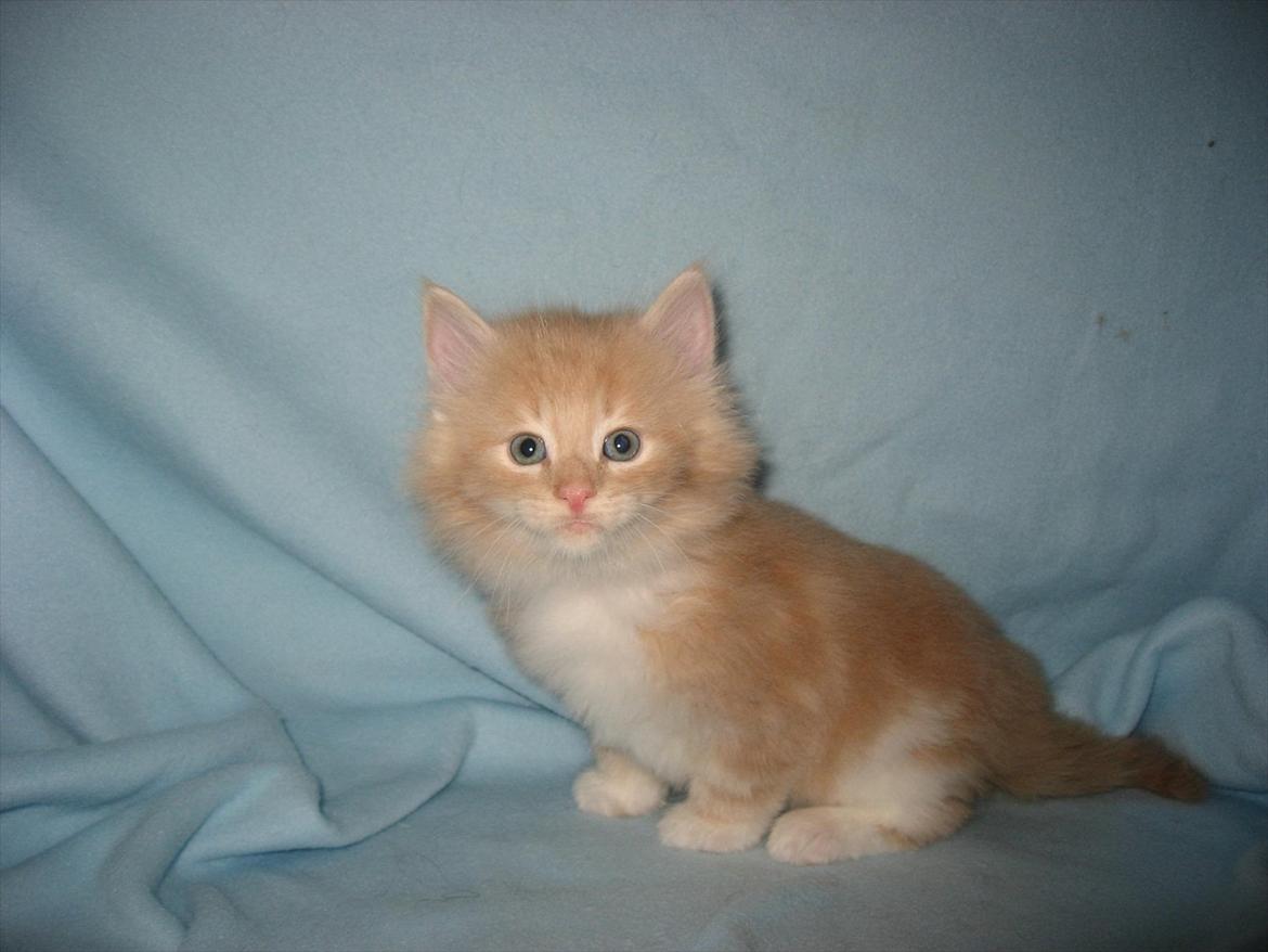 Norsk Skovkat DK Sollok´s Listige Garfield billede 6