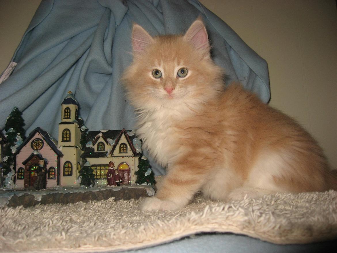 Norsk Skovkat DK Sollok´s Listige Garfield billede 7