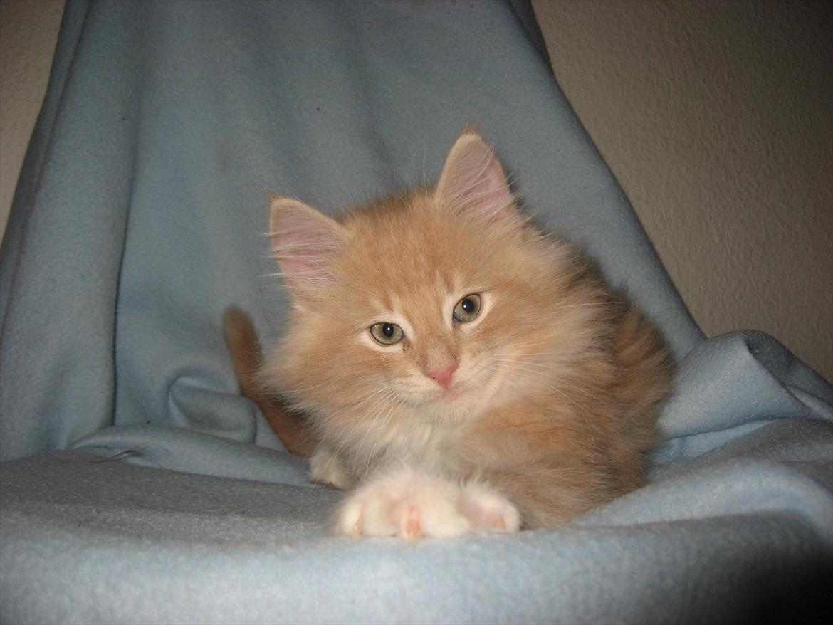 Norsk Skovkat DK Sollok´s Listige Garfield billede 8