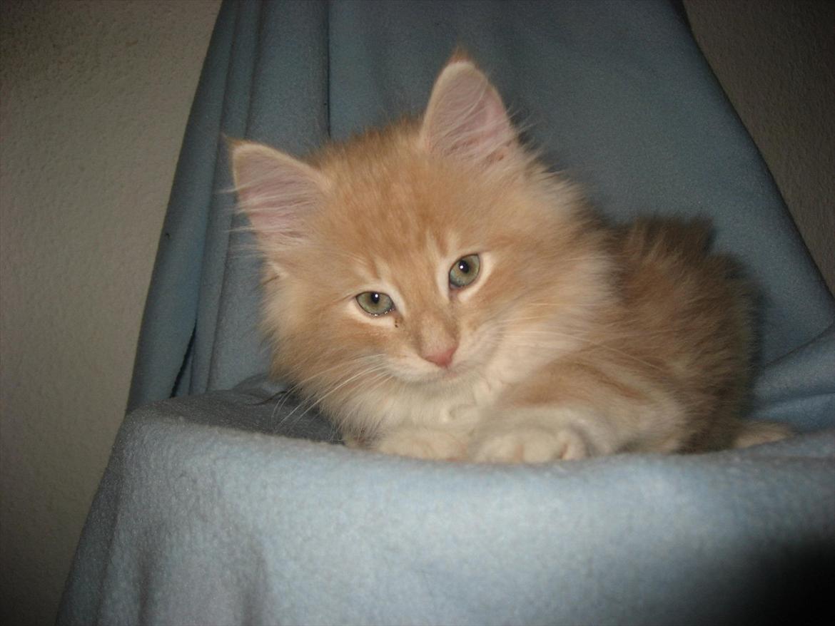 Norsk Skovkat DK Sollok´s Listige Garfield billede 9