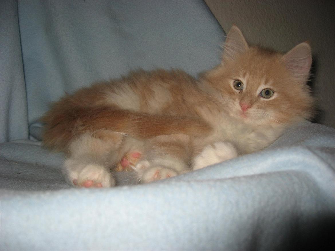 Norsk Skovkat DK Sollok´s Listige Garfield billede 10