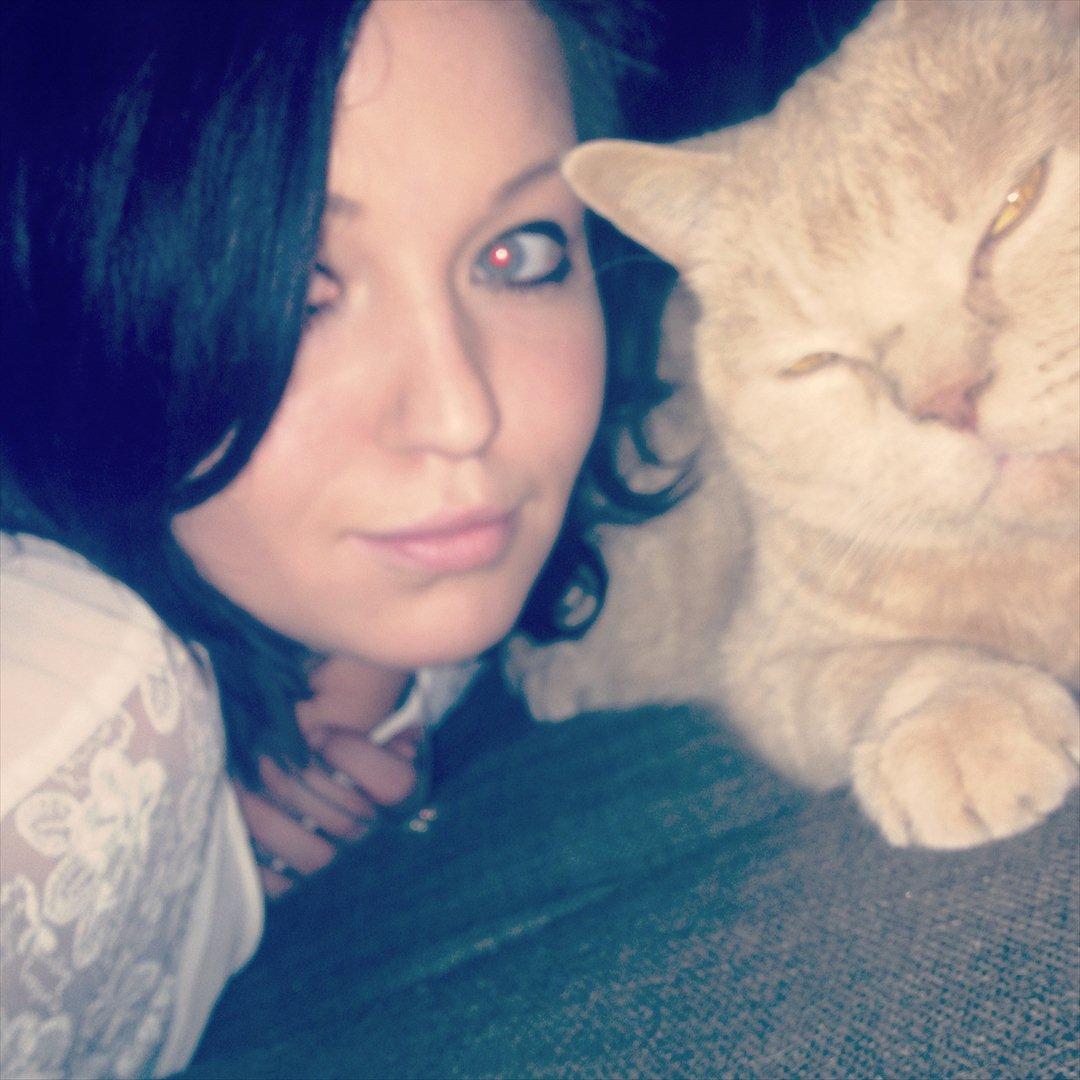 British Shorthair Leeza's Cream Chico (Tico) billede 8