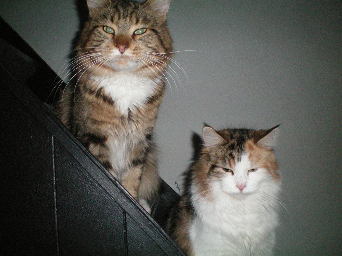 Maine Coon Malou #Malle# - Noah og Malle, der kigger ud over deres "kongerige" fra trappen. :D billede 20