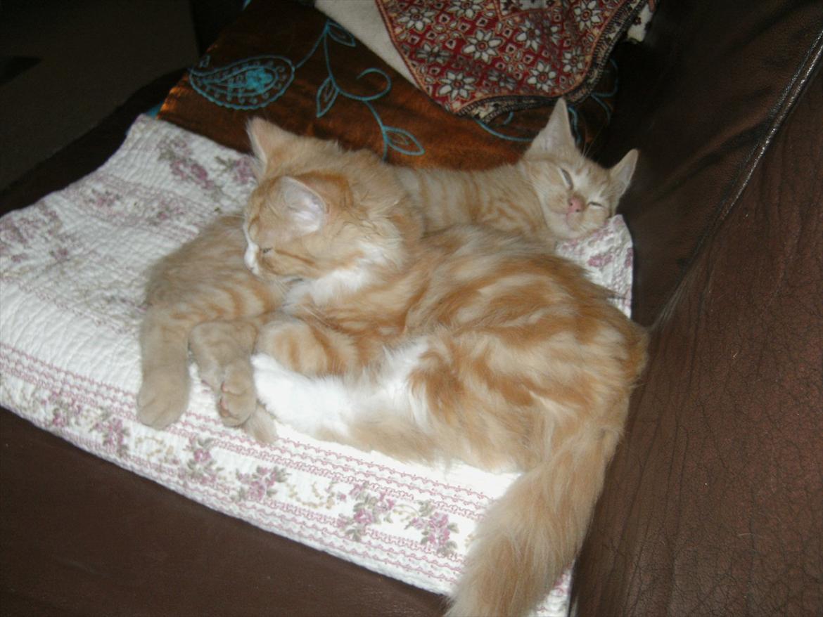 Huskat Trille - sofa hygge med søster (trille er den foreste) billede 2