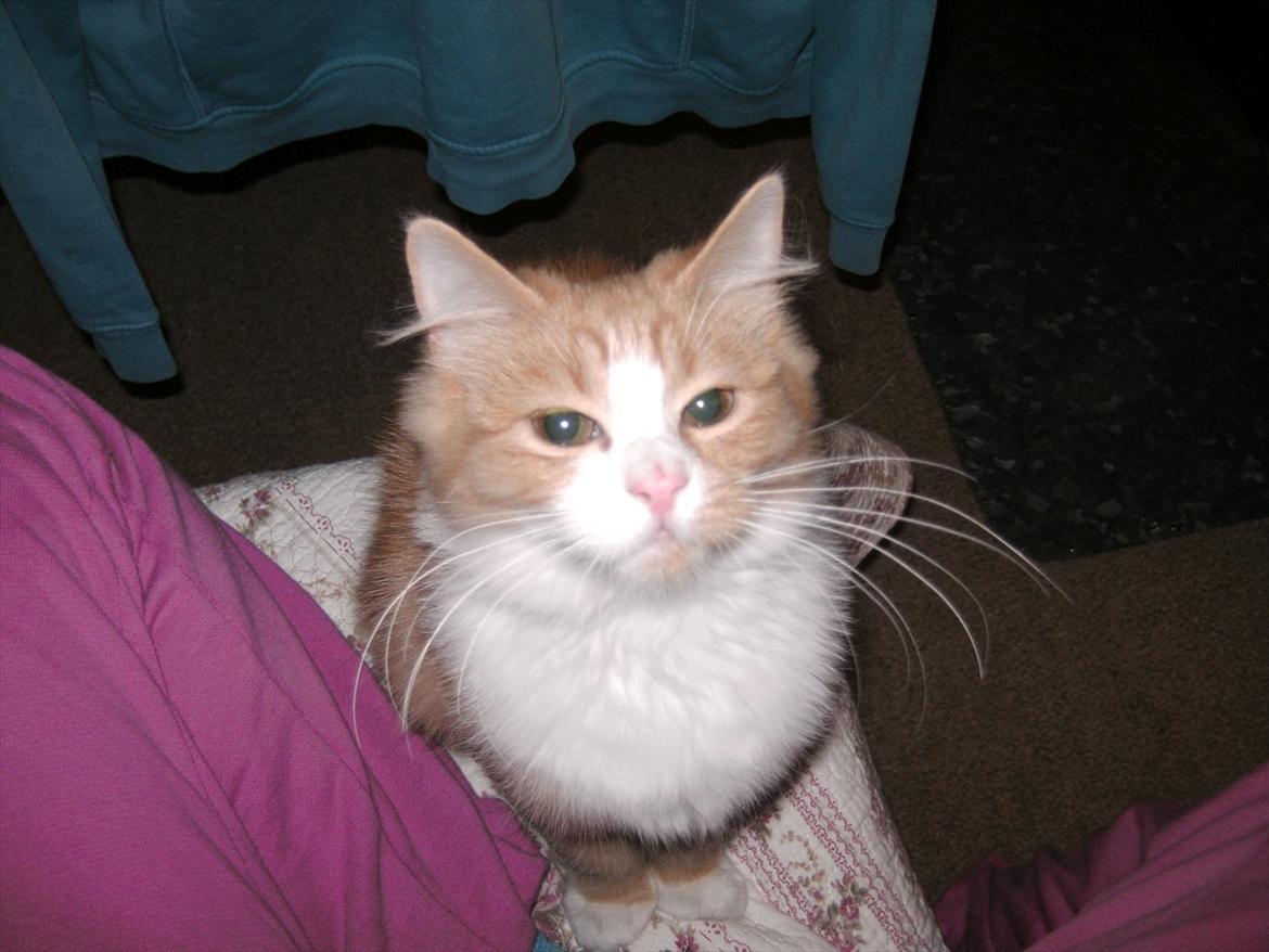 Huskat Trille billede 4