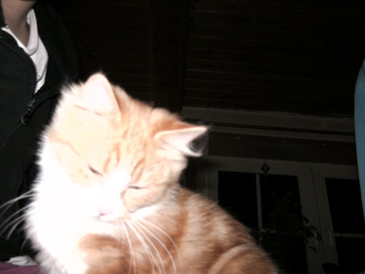 Huskat Trille billede 5