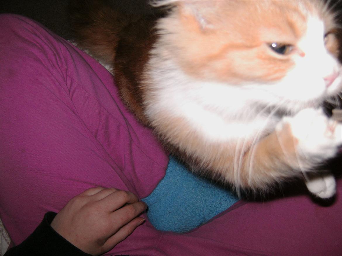 Huskat Trille billede 6