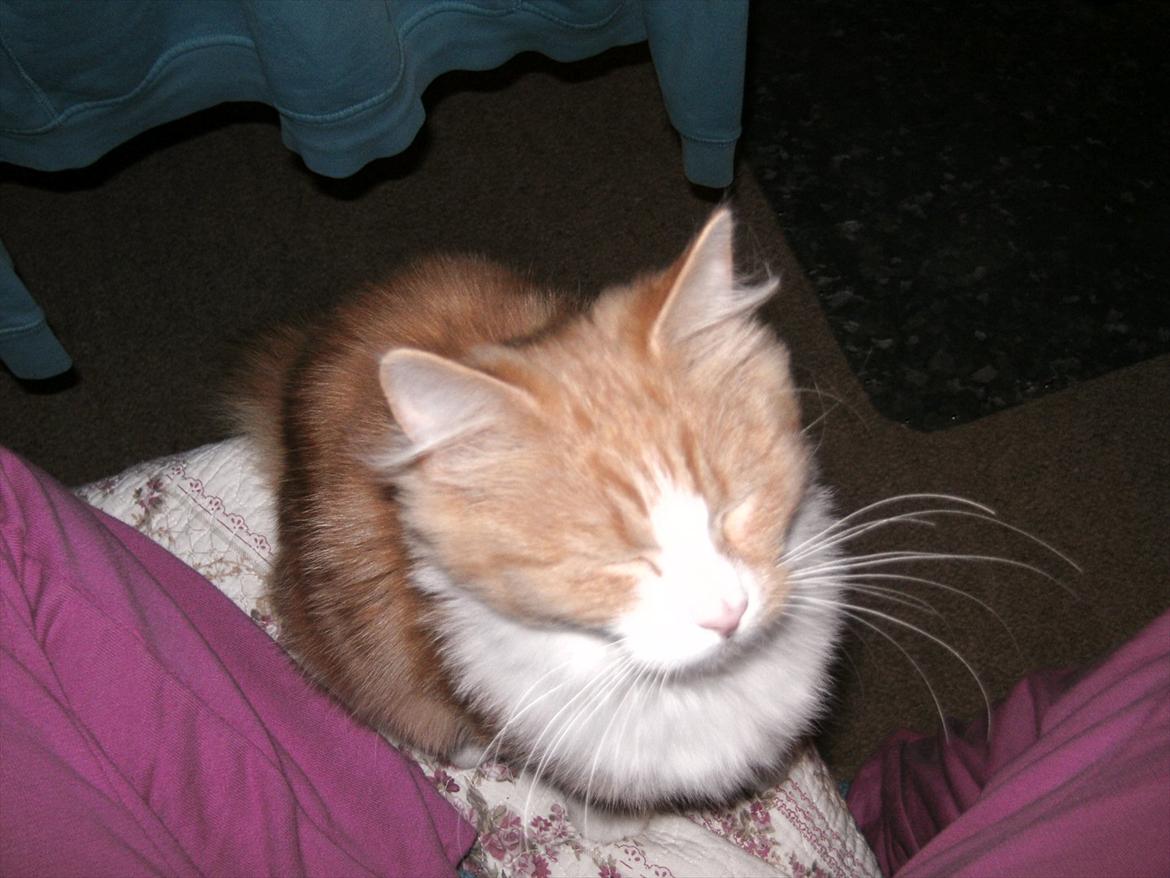 Huskat Trille billede 7