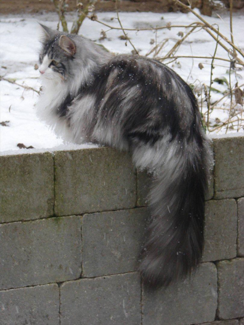 Norsk Skovkat Northtown cats  Cia billede 1