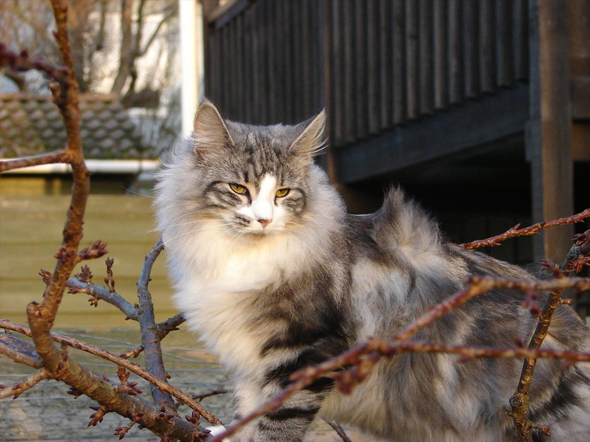 Norsk Skovkat Northtown cats  Cia billede 2