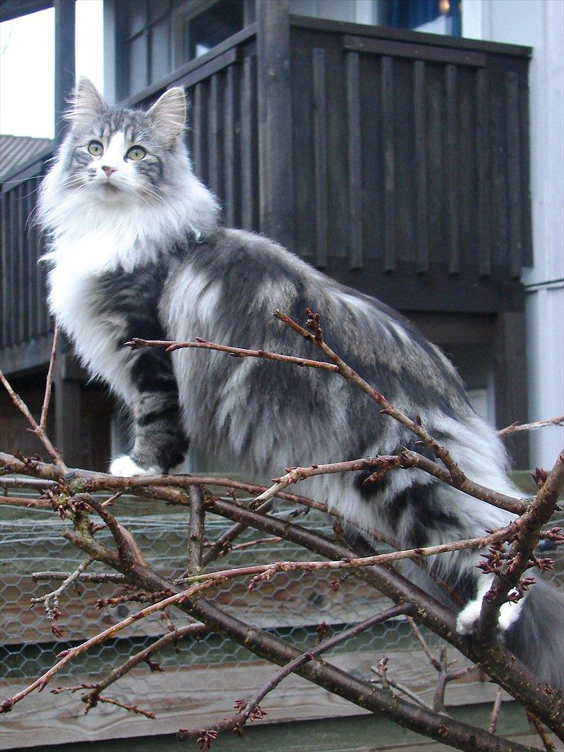 Norsk Skovkat Northtown cats  Cia billede 3