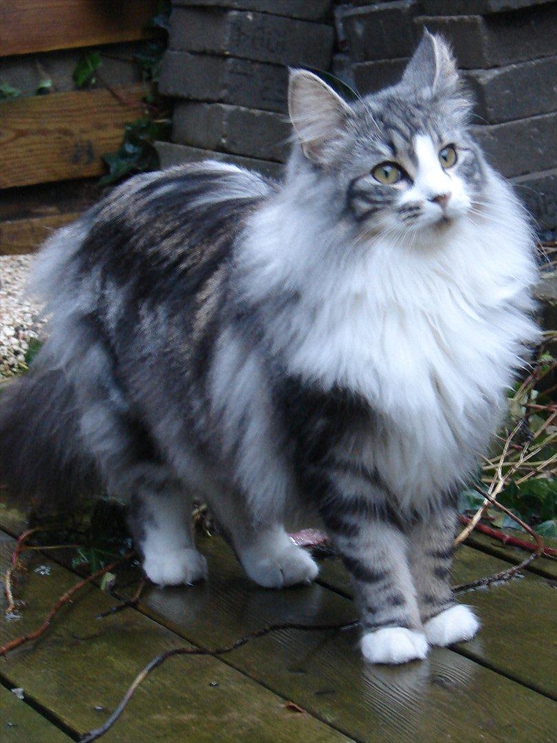 Norsk Skovkat Northtown cats  Cia billede 4