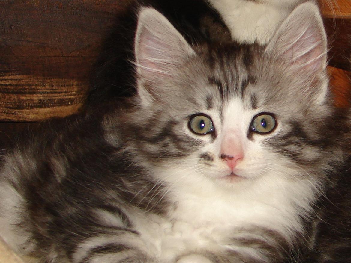 Norsk Skovkat Northtown cats  Cia billede 5