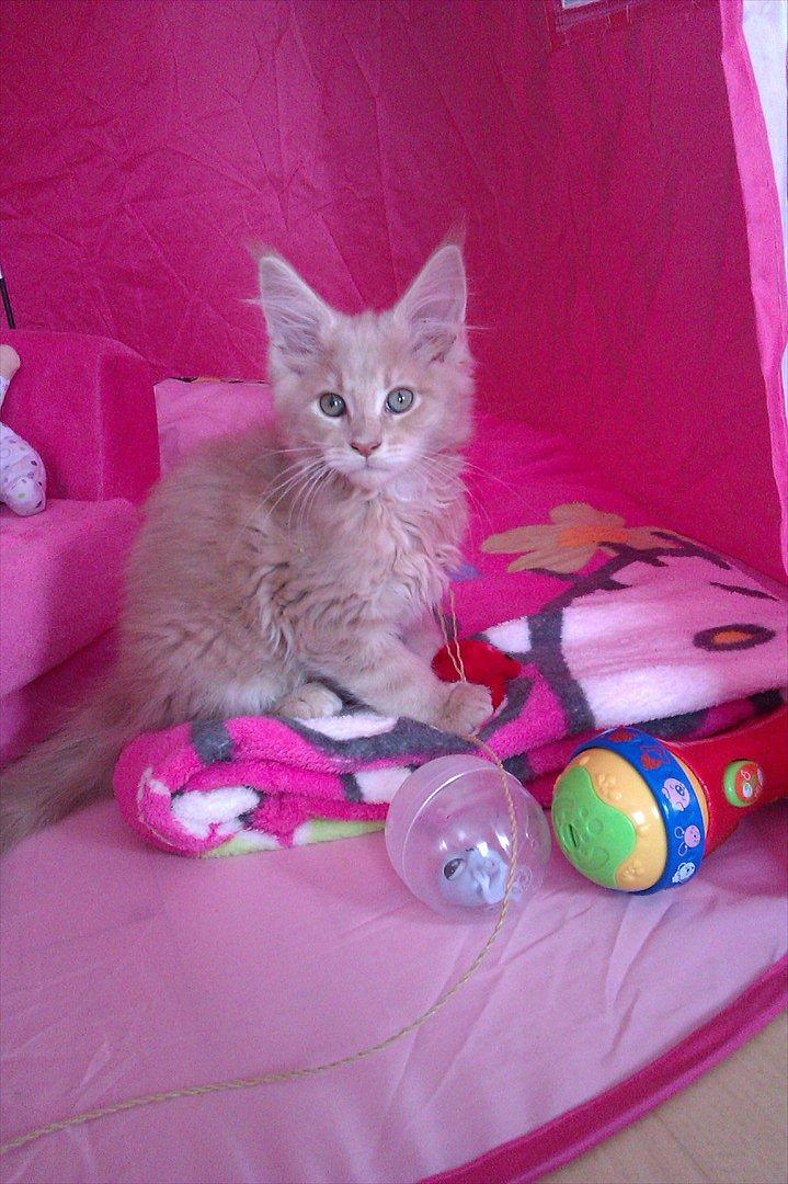 Maine Coon Messias - Messias i det lyserøde hus billede 2