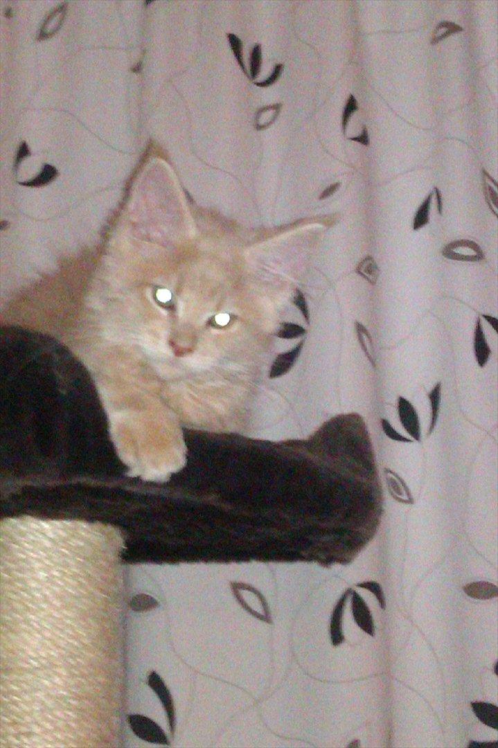 Maine Coon Messias - Første dag, hvor man lige kravlede lidt i sikkerhed. billede 3