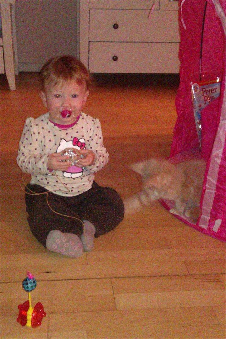 Maine Coon Messias - Sammen med vores datter billede 4