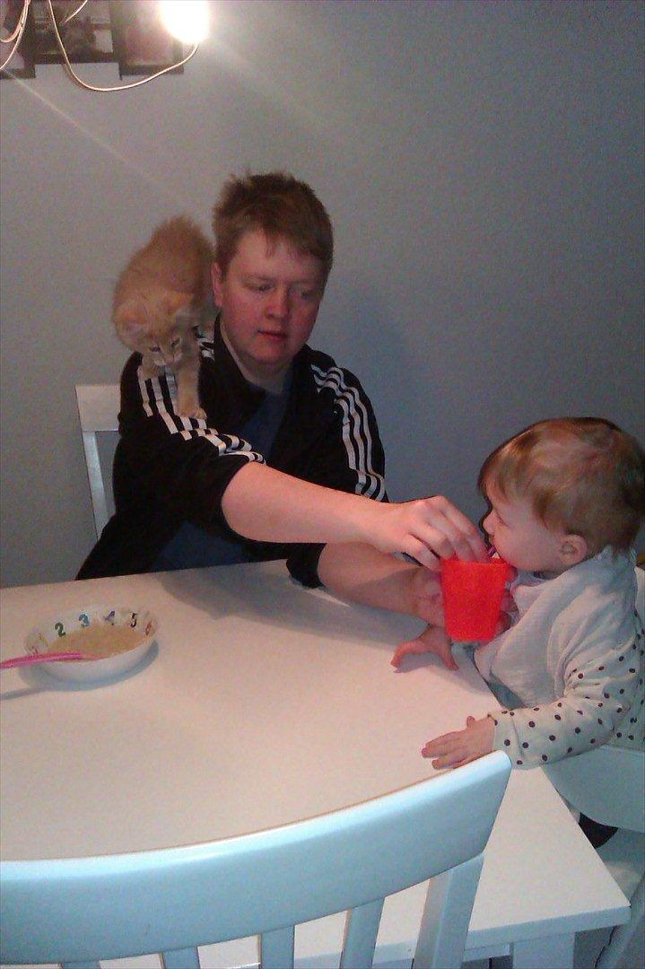 Maine Coon Messias - Mmmmm havregrød... billede 5