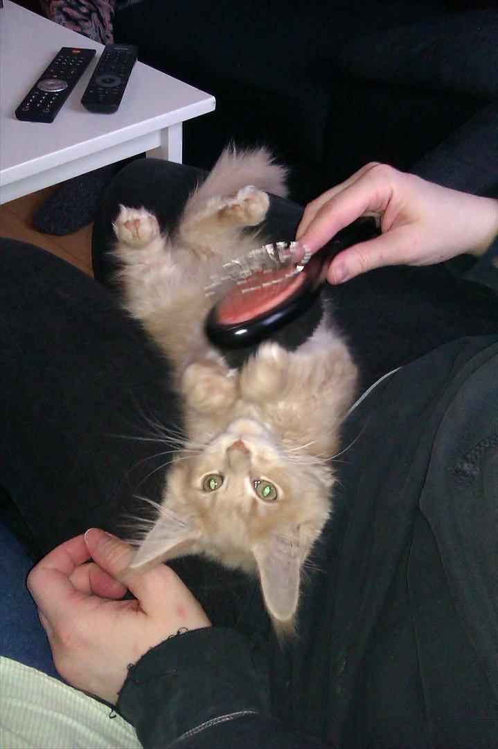 Maine Coon Messias - Den første børstning, som han tog ganske roligt billede 6