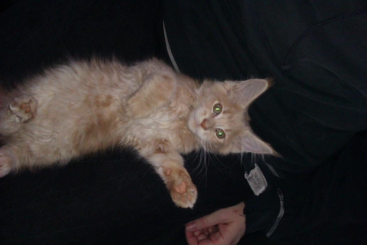 Maine Coon Messias - Afslapning billede 7