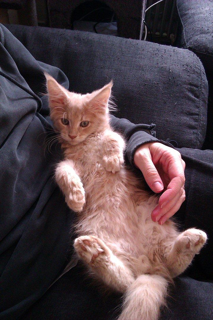 Maine Coon Messias - At ligge i arm billede 8