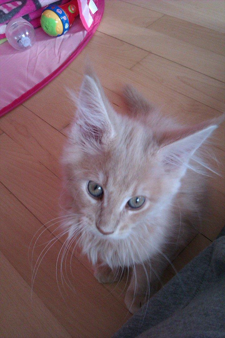 Maine Coon Messias - Kærlighed til dig... billede 9