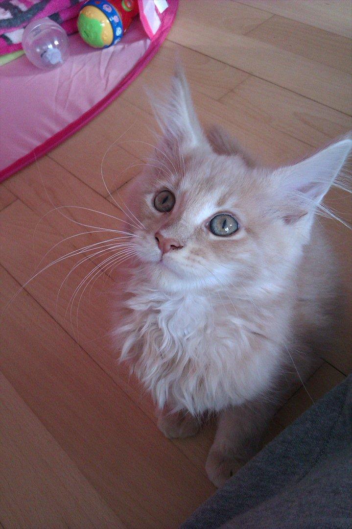 Maine Coon Messias - Smukke smukke dreng billede 1